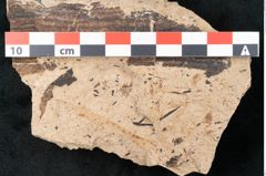 Foto (Detailansicht) von Equisetum haeringianum Ettingshausen (NHMW-GEO-2024-0188-8205)